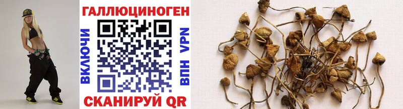 Псилоцибиновые грибы Psilocybe  купить закладку  Великий Новгород 